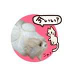 【激かわ♡】もふねこミルク2（個別スタンプ：29）