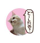 【激かわ♡】もふねこミルク2（個別スタンプ：30）