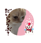 【激かわ♡】もふねこミルク2（個別スタンプ：31）