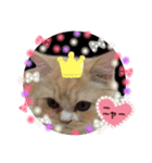 【激かわ♡】もふねこミルク2（個別スタンプ：33）
