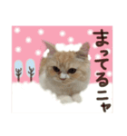 【激かわ♡】もふねこミルク2（個別スタンプ：34）