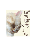 【激かわ♡】もふねこミルク2（個別スタンプ：35）