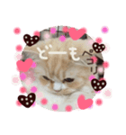 【激かわ♡】もふねこミルク2（個別スタンプ：36）