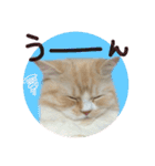 【激かわ♡】もふねこミルク2（個別スタンプ：39）