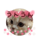 【激かわ♡】もふねこミルク2（個別スタンプ：40）