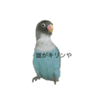 チュチュとラムネ（個別スタンプ：12）
