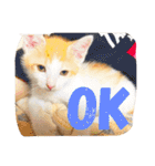 猫達の日常にゃ（個別スタンプ：1）