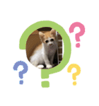 猫達の日常にゃ（個別スタンプ：3）
