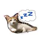 猫達の日常にゃ（個別スタンプ：4）
