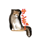 猫達の日常にゃ（個別スタンプ：5）