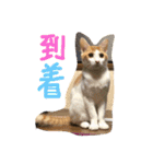 猫達の日常にゃ（個別スタンプ：7）