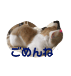猫達の日常にゃ（個別スタンプ：8）