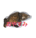 猫達の日常にゃ（個別スタンプ：10）
