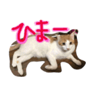 猫達の日常にゃ（個別スタンプ：11）