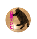 猫達の日常にゃ（個別スタンプ：12）