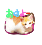 猫達の日常にゃ（個別スタンプ：13）