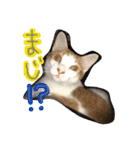 猫達の日常にゃ（個別スタンプ：14）