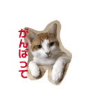 猫達の日常にゃ（個別スタンプ：15）