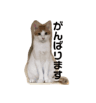猫達の日常にゃ（個別スタンプ：16）