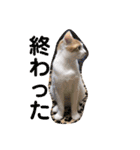 猫達の日常にゃ（個別スタンプ：19）