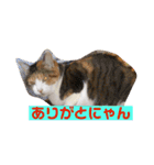 猫達の日常にゃ（個別スタンプ：20）