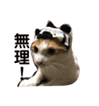 猫達の日常にゃ（個別スタンプ：22）