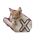 猫達の日常にゃ（個別スタンプ：23）