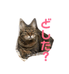 猫達の日常にゃ（個別スタンプ：25）