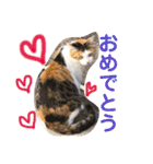 猫達の日常にゃ（個別スタンプ：26）