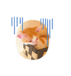 猫達の日常にゃ（個別スタンプ：27）