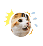 猫達の日常にゃ（個別スタンプ：28）