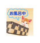 猫達の日常にゃ（個別スタンプ：30）