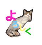猫達の日常にゃ（個別スタンプ：31）