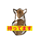 猫達の日常にゃ（個別スタンプ：32）