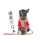 ぼすてりぽむ（個別スタンプ：24）