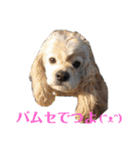 アメコカFuuta④［friend①］（個別スタンプ：1）