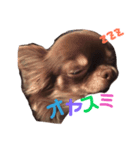 ビビちゃんスタンプ♡（個別スタンプ：3）