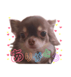 ビビちゃんスタンプ♡（個別スタンプ：6）
