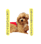 ぽんぽこ探検隊（個別スタンプ：1）