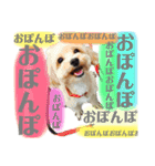 ぽんぽこ探検隊（個別スタンプ：3）