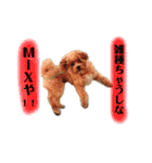 ぽんぽこ探検隊（個別スタンプ：5）