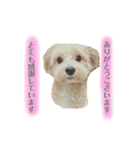 ぽんぽこ探検隊（個別スタンプ：6）