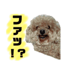 ぽんぽこ探検隊（個別スタンプ：13）