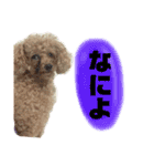 ぽんぽこ探検隊（個別スタンプ：14）