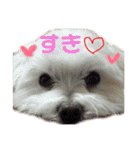 ぽんぽこ探検隊（個別スタンプ：15）