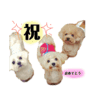 ぽんぽこ探検隊（個別スタンプ：16）