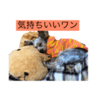 癒しのヨークシャテリア（個別スタンプ：6）