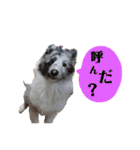 シェルティ ラムパの日常②（個別スタンプ：2）