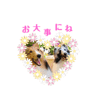 シェルティ ラムパの日常②（個別スタンプ：6）