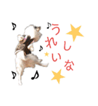 シェルティ ラムパの日常②（個別スタンプ：7）